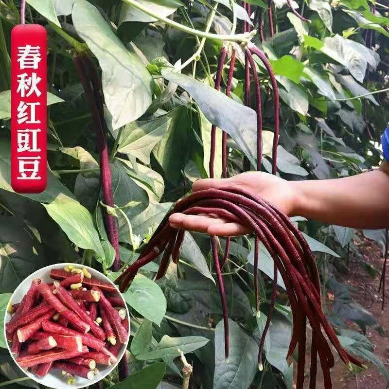 【全场满5包包邮】搭架春秋红豆角种子高产十月红长种子春季蔬菜