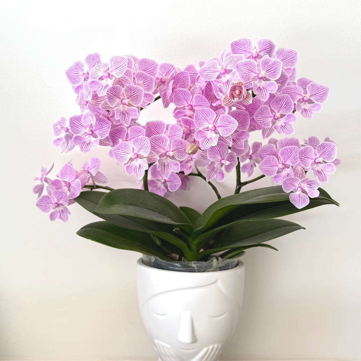 蝴蝶兰3.5寸杯樱花带花剑