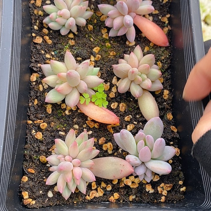 279 多肉植物盆栽花卉植物