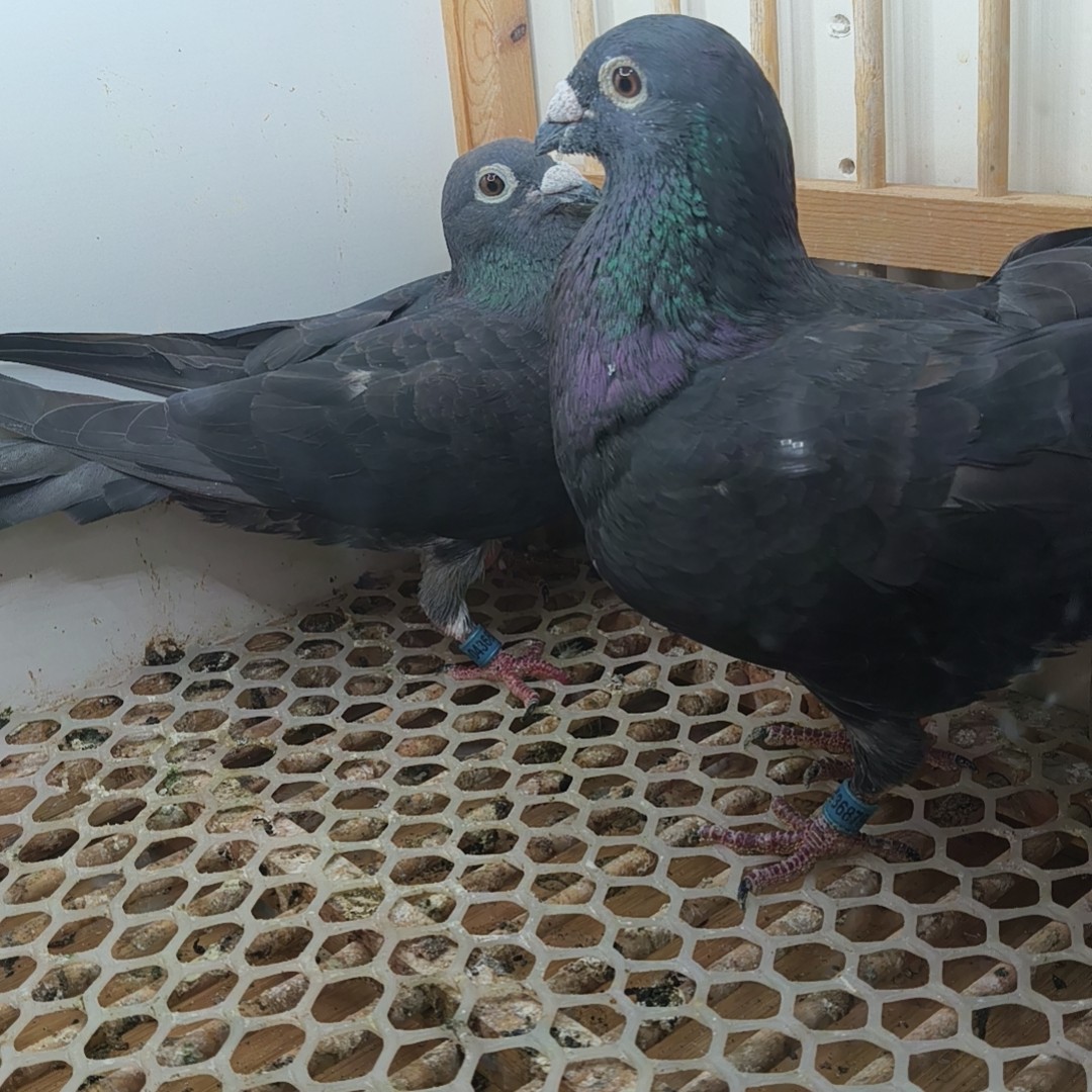 远程赛鸽 信鸽带足环包邮