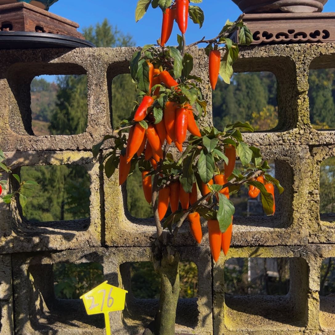 完全开放金弹子盆景