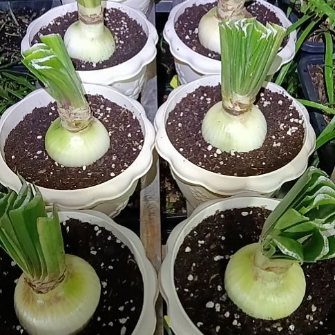 无花朵孤宝6-7发一个