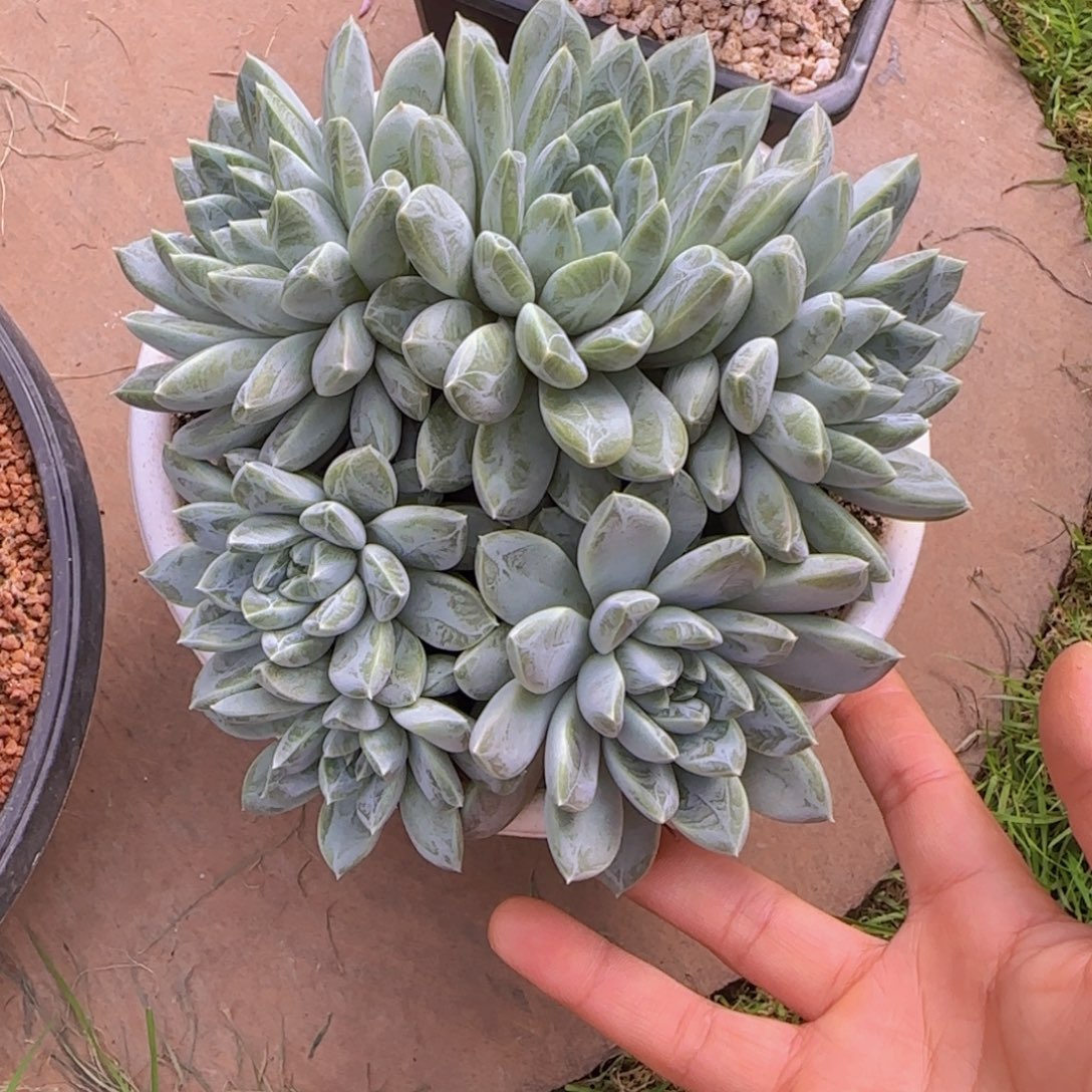 心***事多肉植物多肉植物