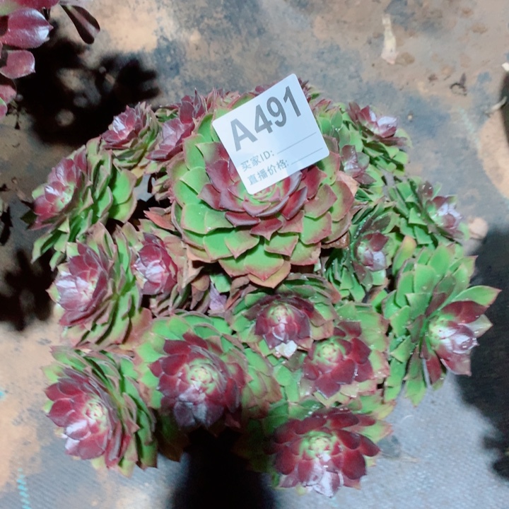 桃花石小宝塔福利491