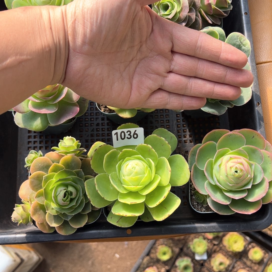 山地玫瑰组合1036