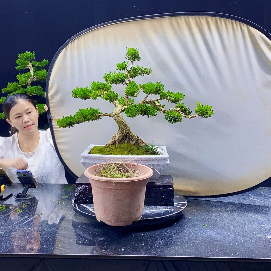 无花朵精品黄杨盆景