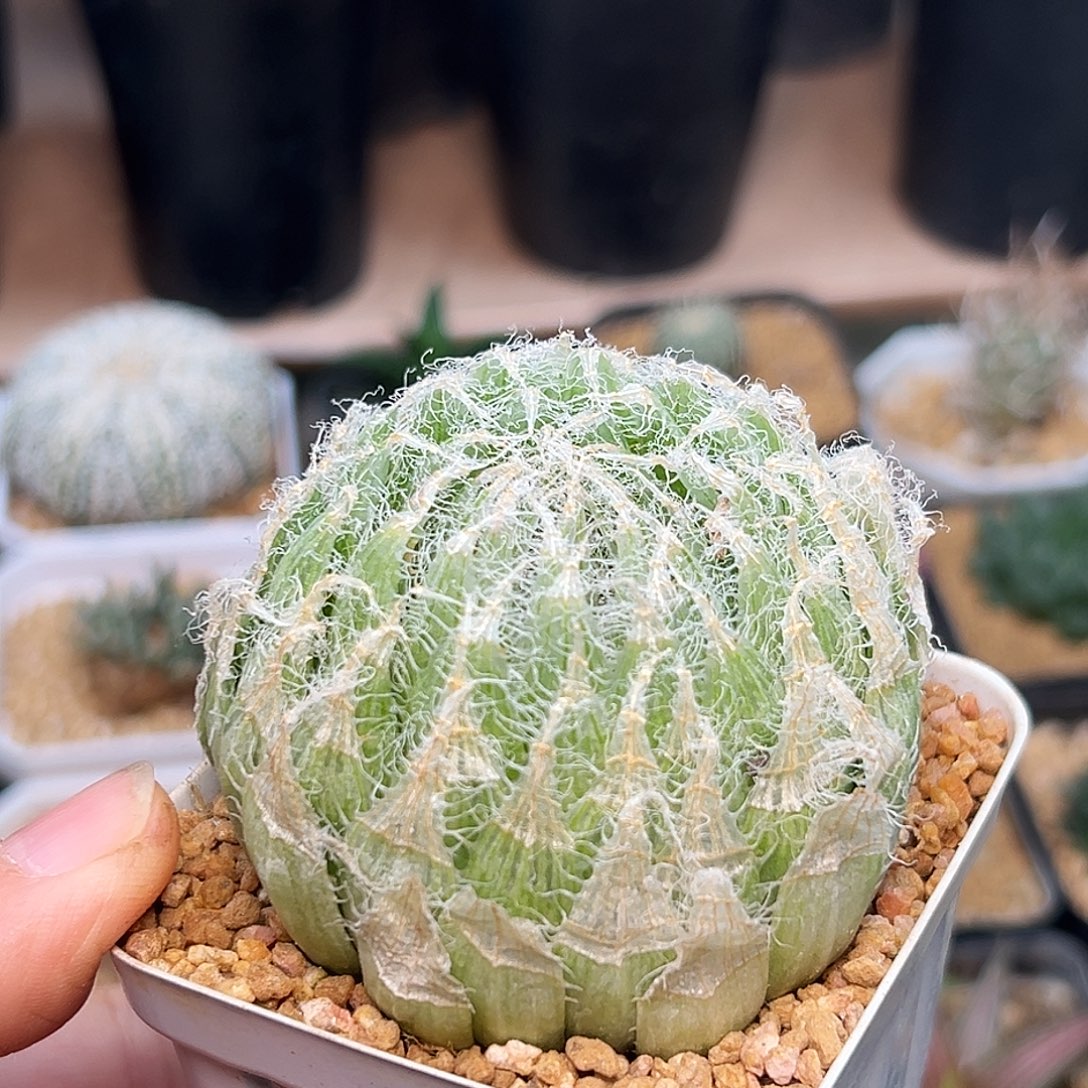 钢丝球大颗6.7cm一颗