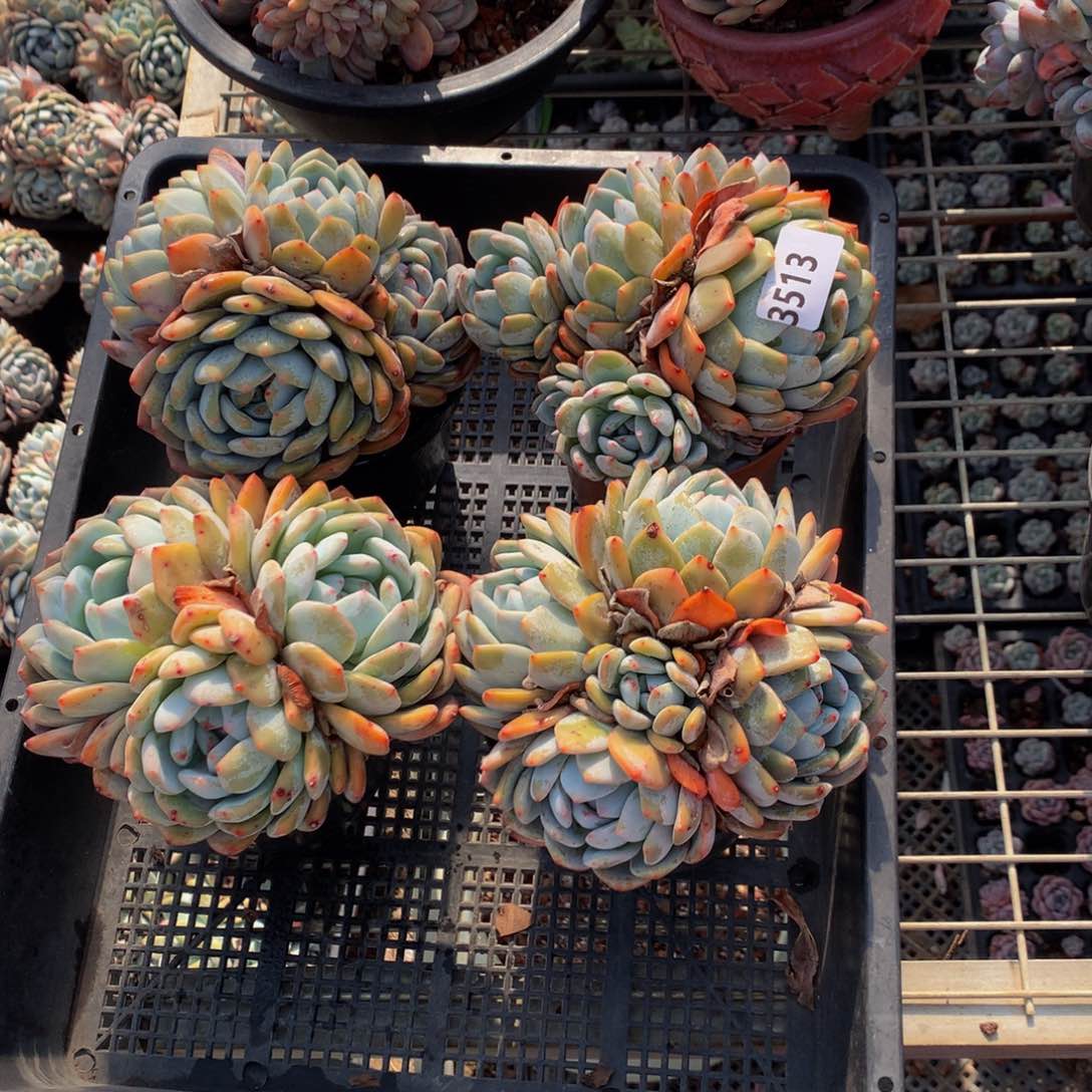 3513四个一起嗯嗯嗯哦