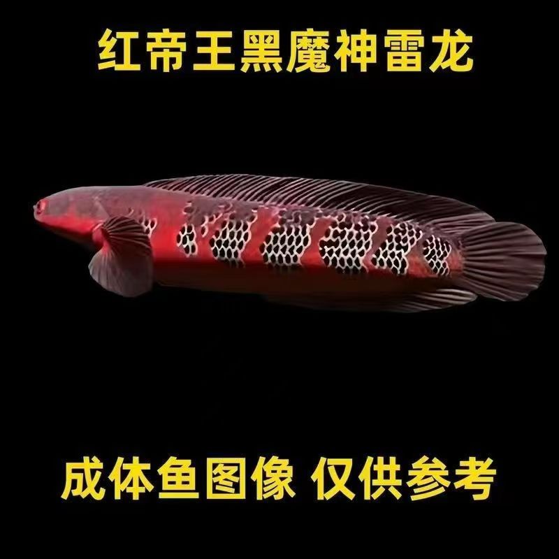 黄魔神雷龙鱼大型鱼猛鱼热带鱼观赏鱼