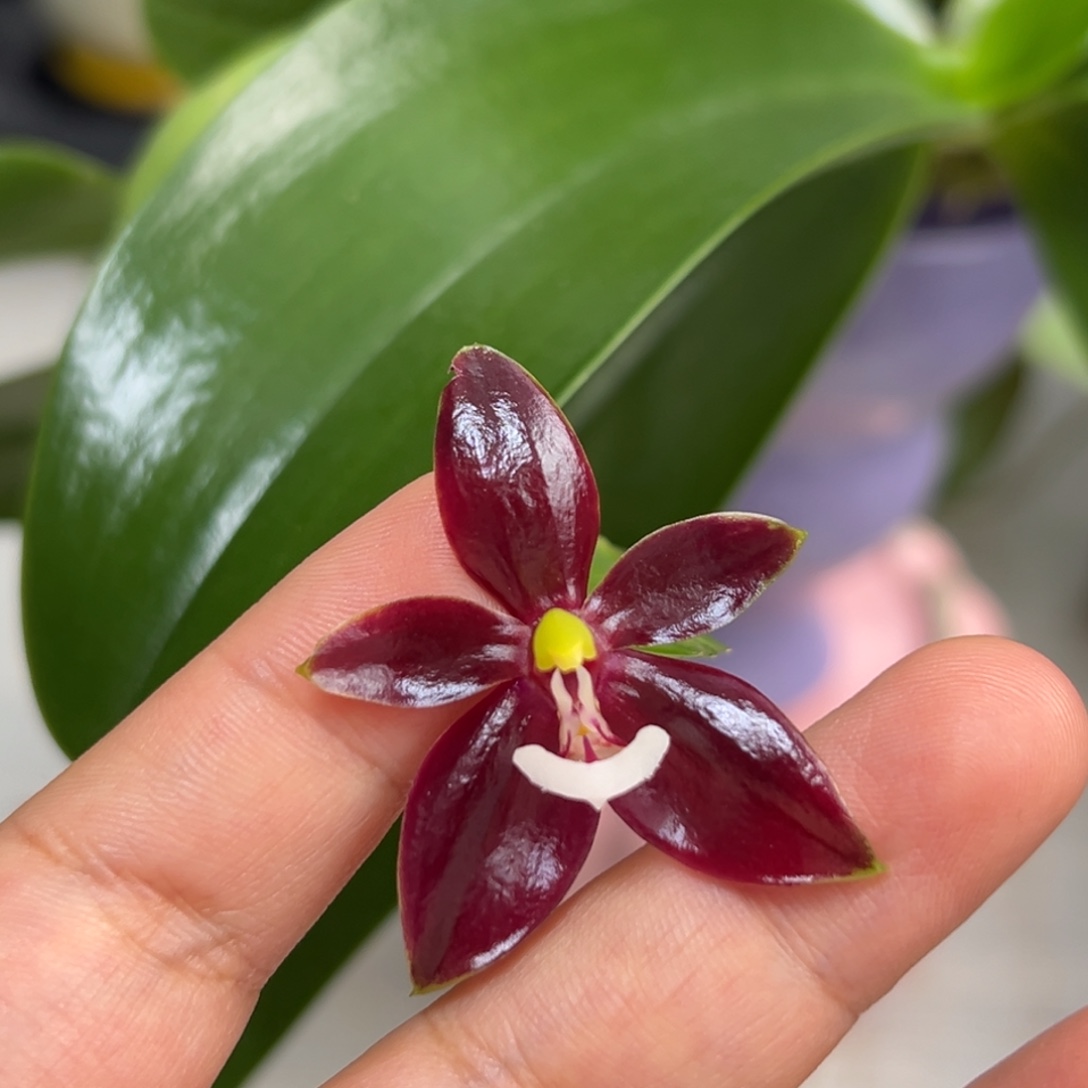 当前无花栽培后可以开花红鹿角苗