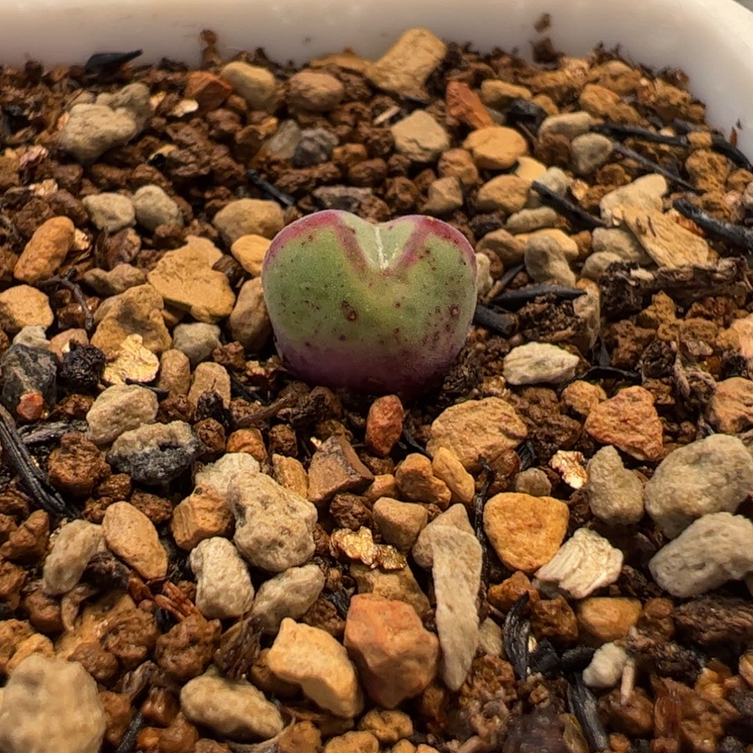 056多肉植物组合