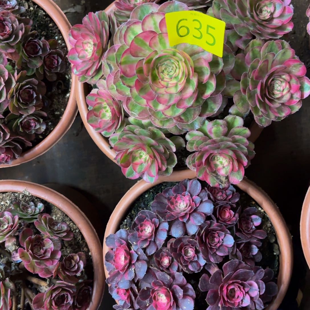 哈哈多肉葡萄福利来635