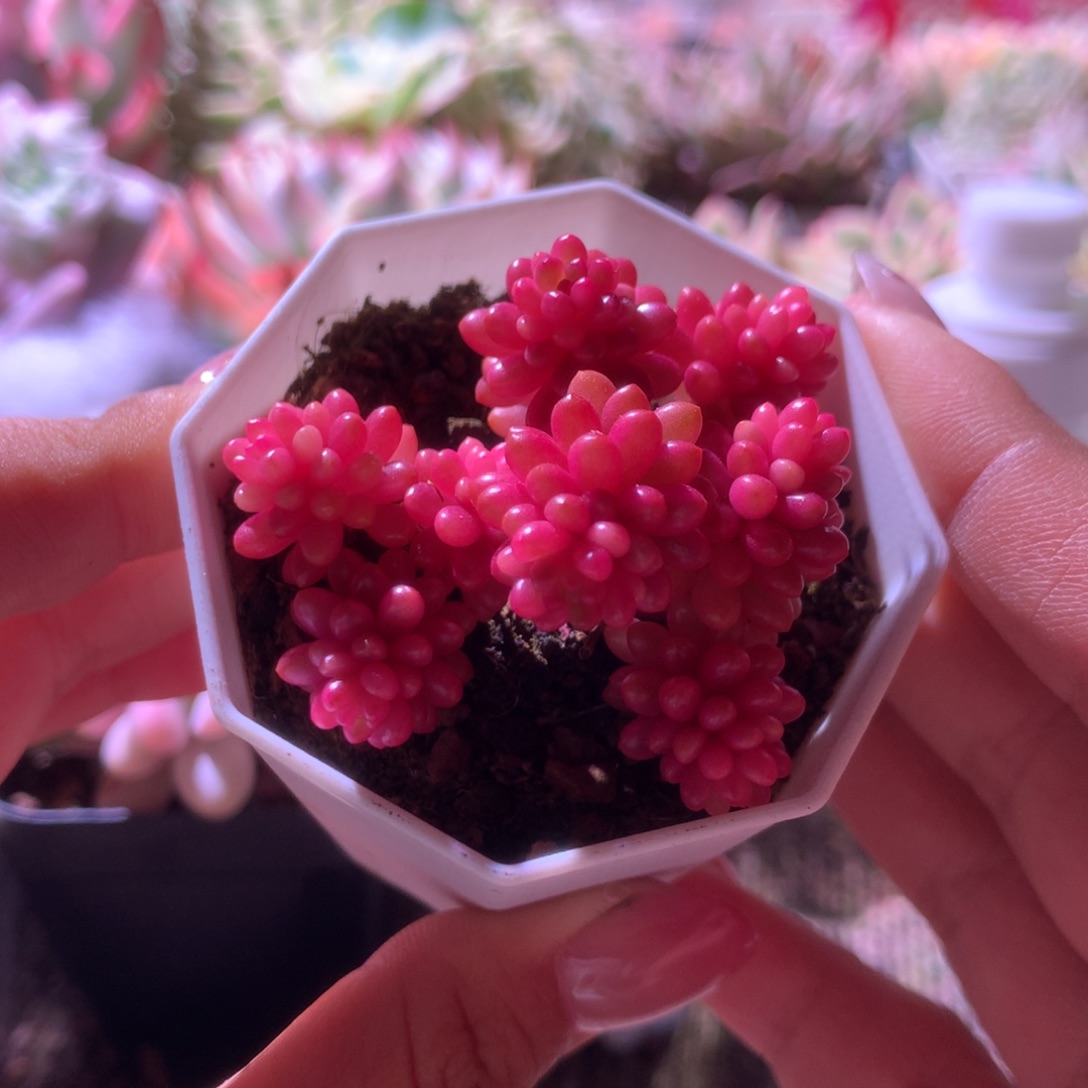 浆果锦有根有根有根