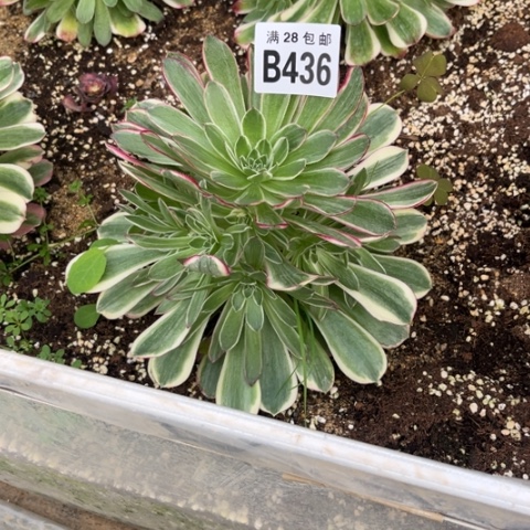 436孔雀翎不包断枝