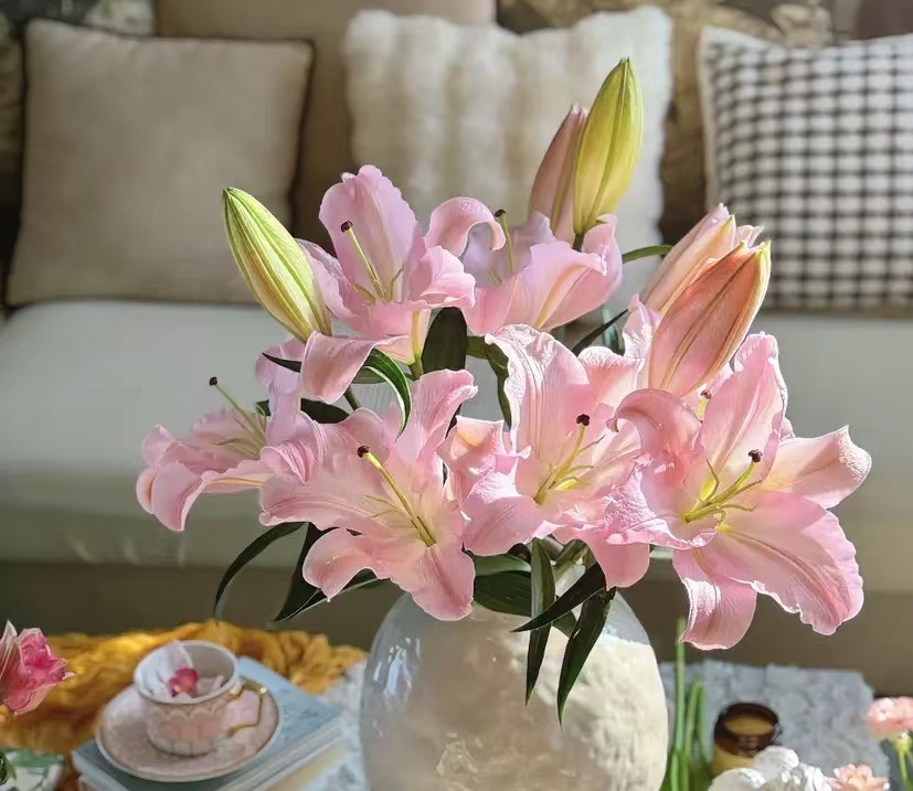 AA级 粉天使 单瓣香水百合（不拍保温棉冻坏不售后，拒收不售后）