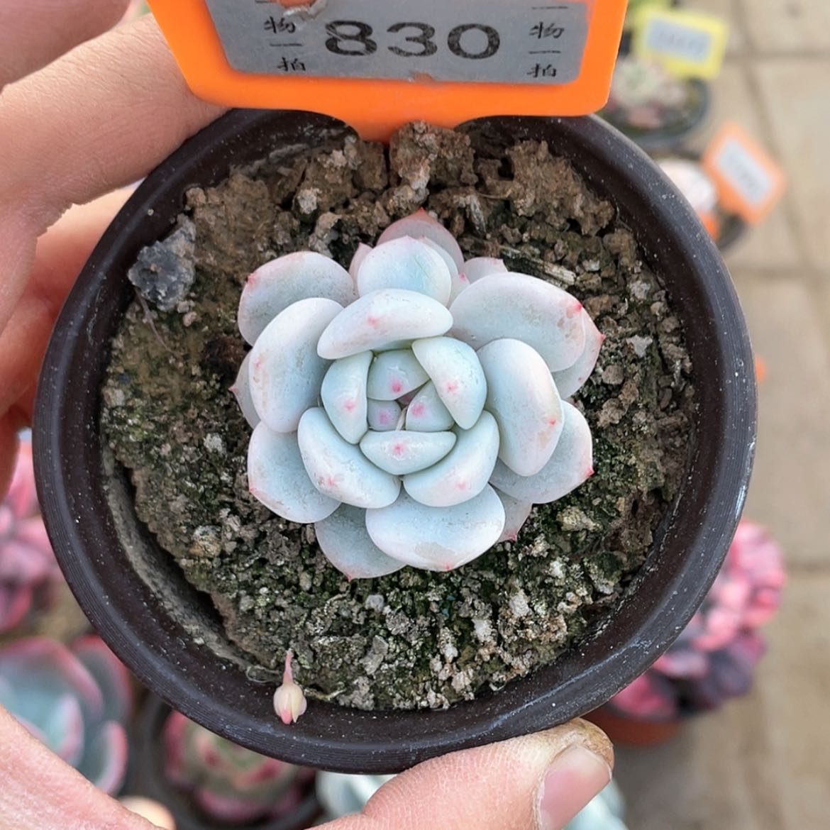 【闪购商品】830号