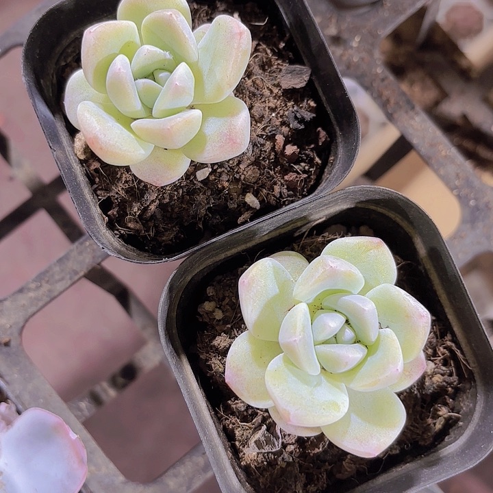 十*冰玉单头多肉植物