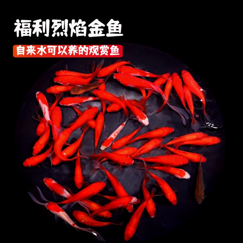 福利红金鱼35条颜色随机耐活好养冷链包邮死亡包损