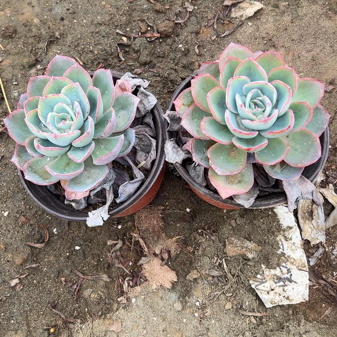 多肉植物白玫瑰两颗