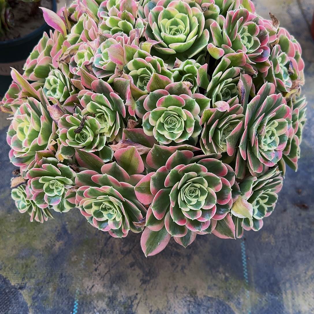 多肉植物白凤老庄