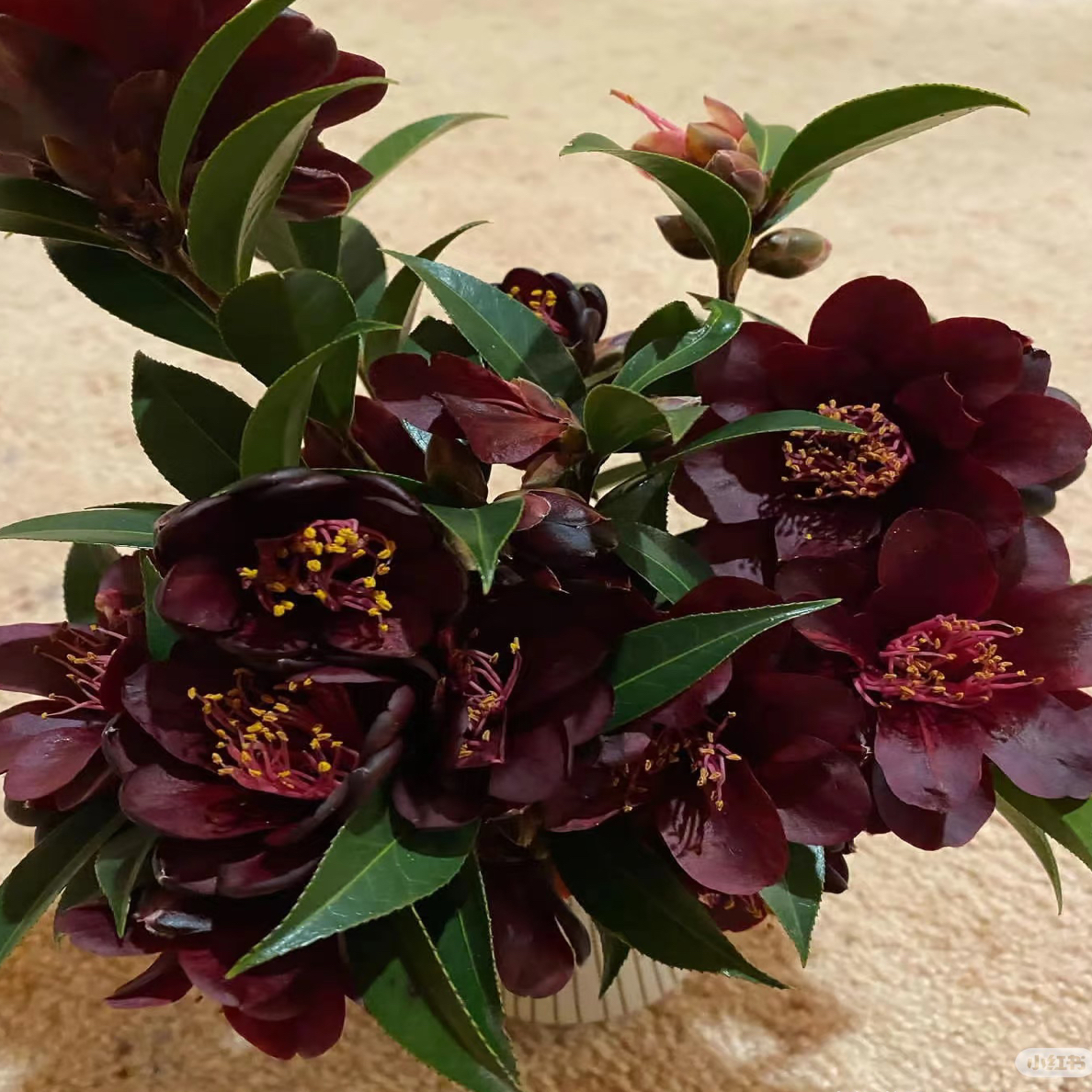 黑骑士茶花树苗易带花苞适合户外阳台庭院四季常青花卉盆栽