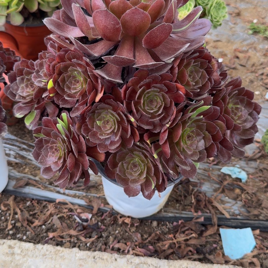 122黑美人。多肉植物