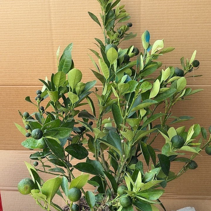 无花朵四季桔一物一拍23米