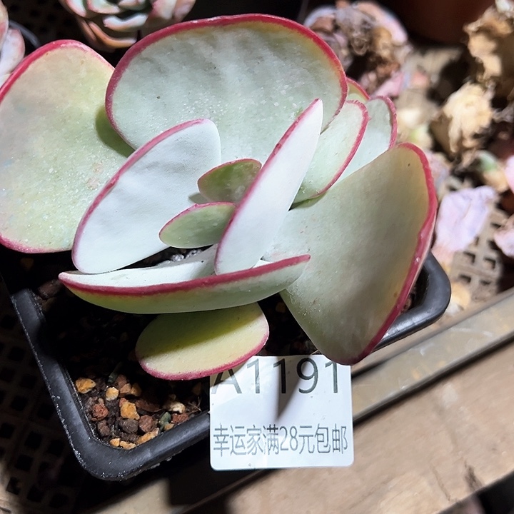 幸运的是我的朋友们