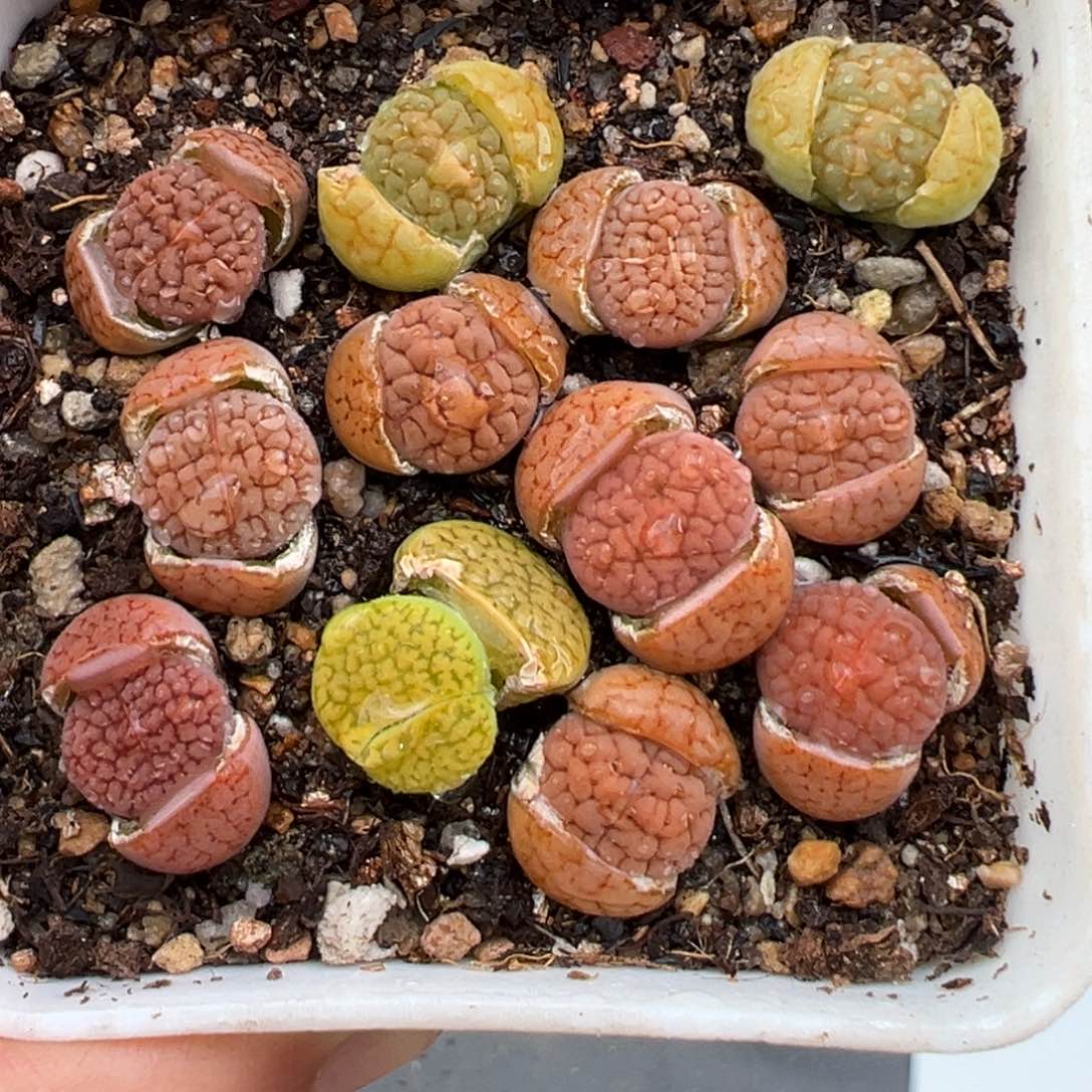 2.9好看的多肉165