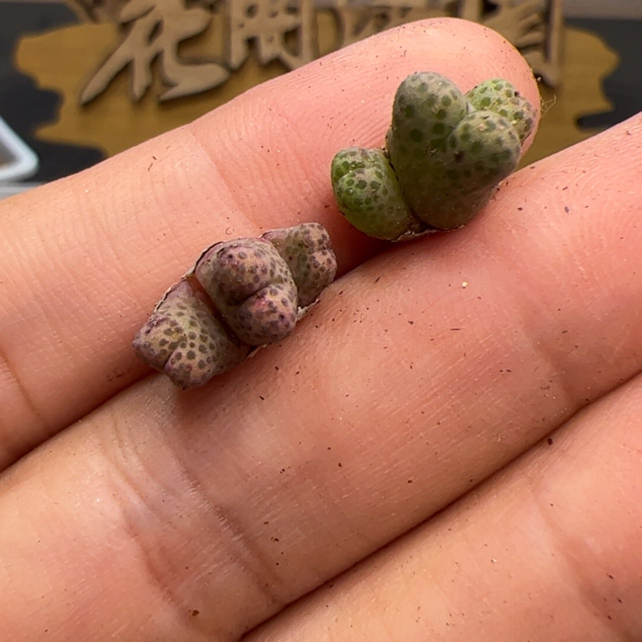 【闪购商品】000000008斑马