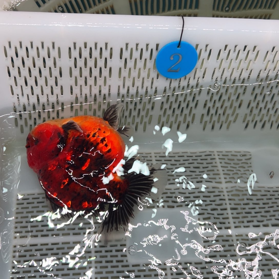 纪***龙金鱼你好吗我好想你