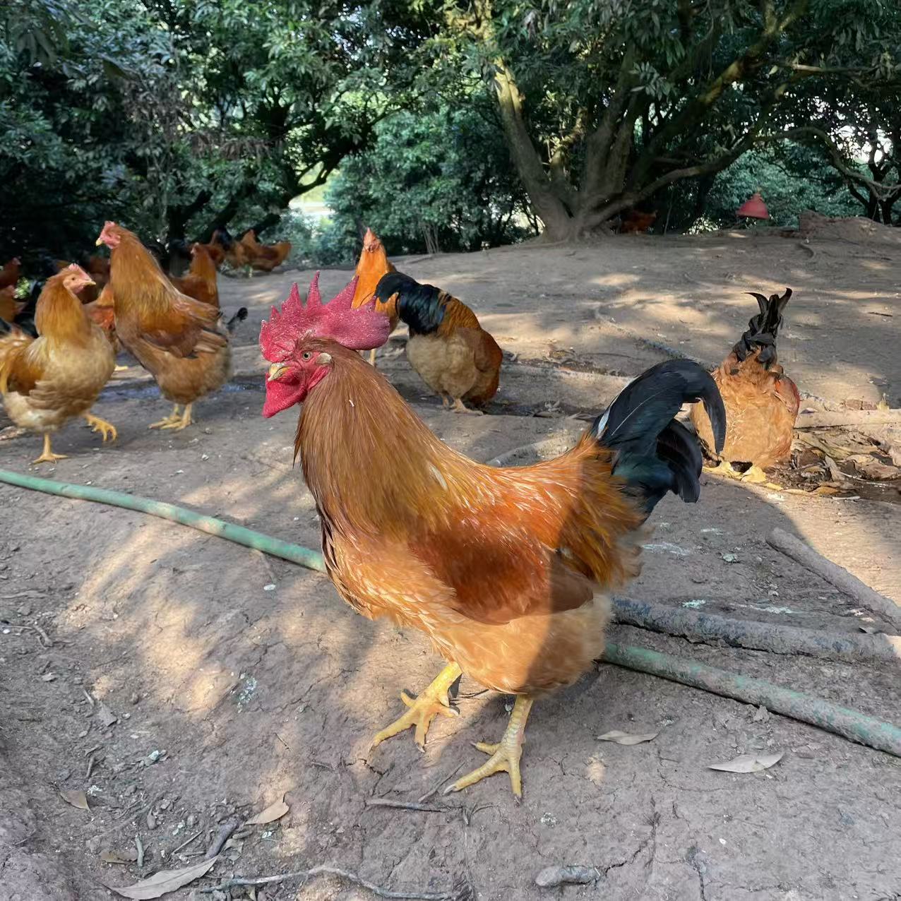 【灵山杂生阉鸡】广西散养杂生阉鸡养足8个月喂食米糠玉米花生枯