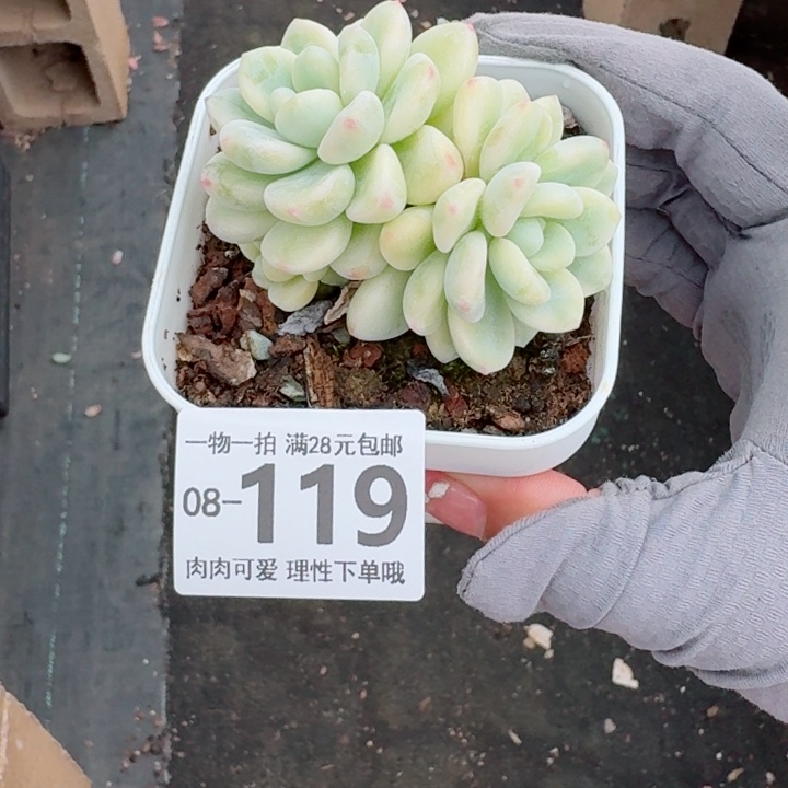 玉***子劳尔锦多肉植物多肉