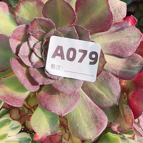 【闪购商品】多**城12345678