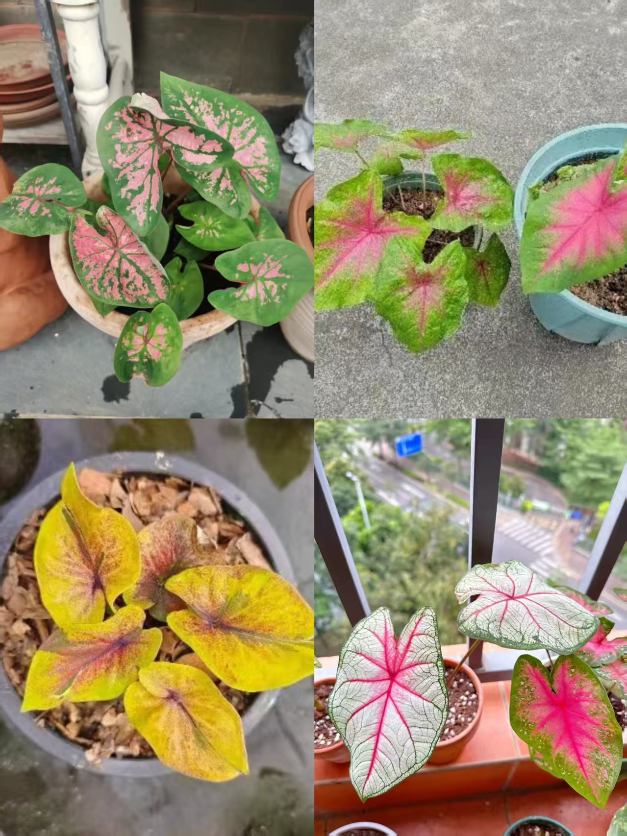 孙先生的花园 综合链接（彩叶芋）