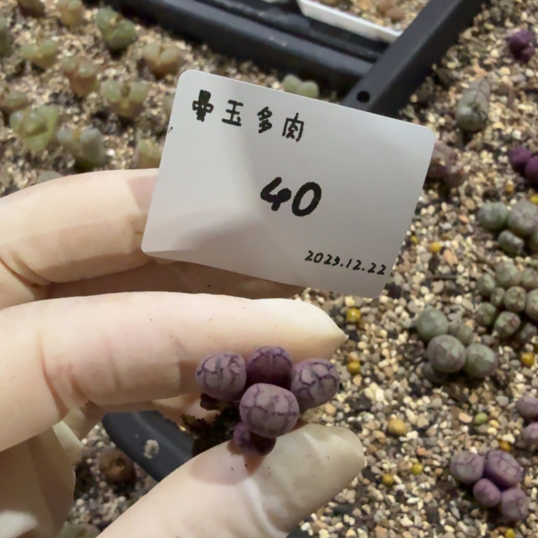 D***.多肉多肉多肉12.22-040