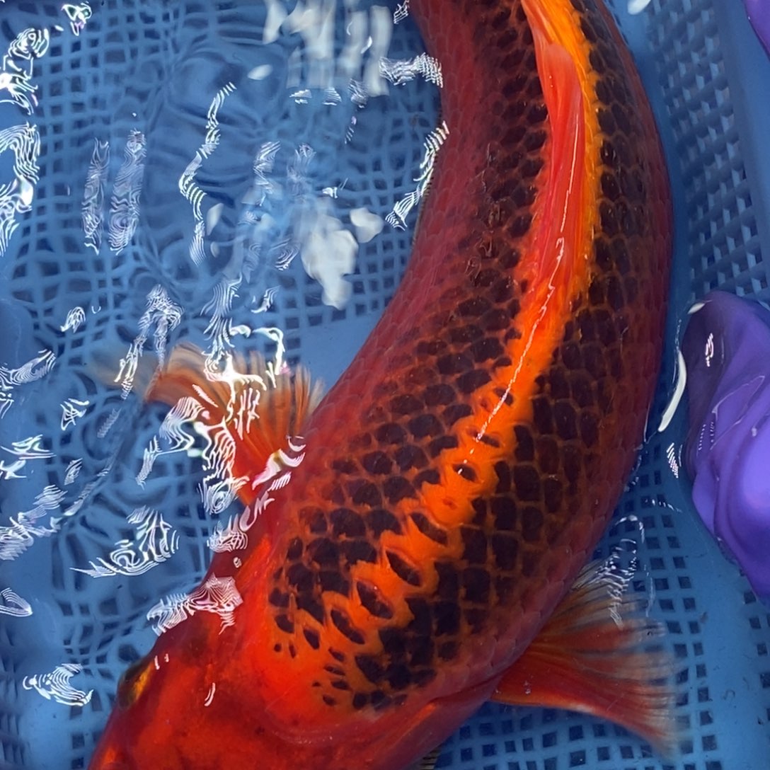 锦鲤冷水锦鲤包邮