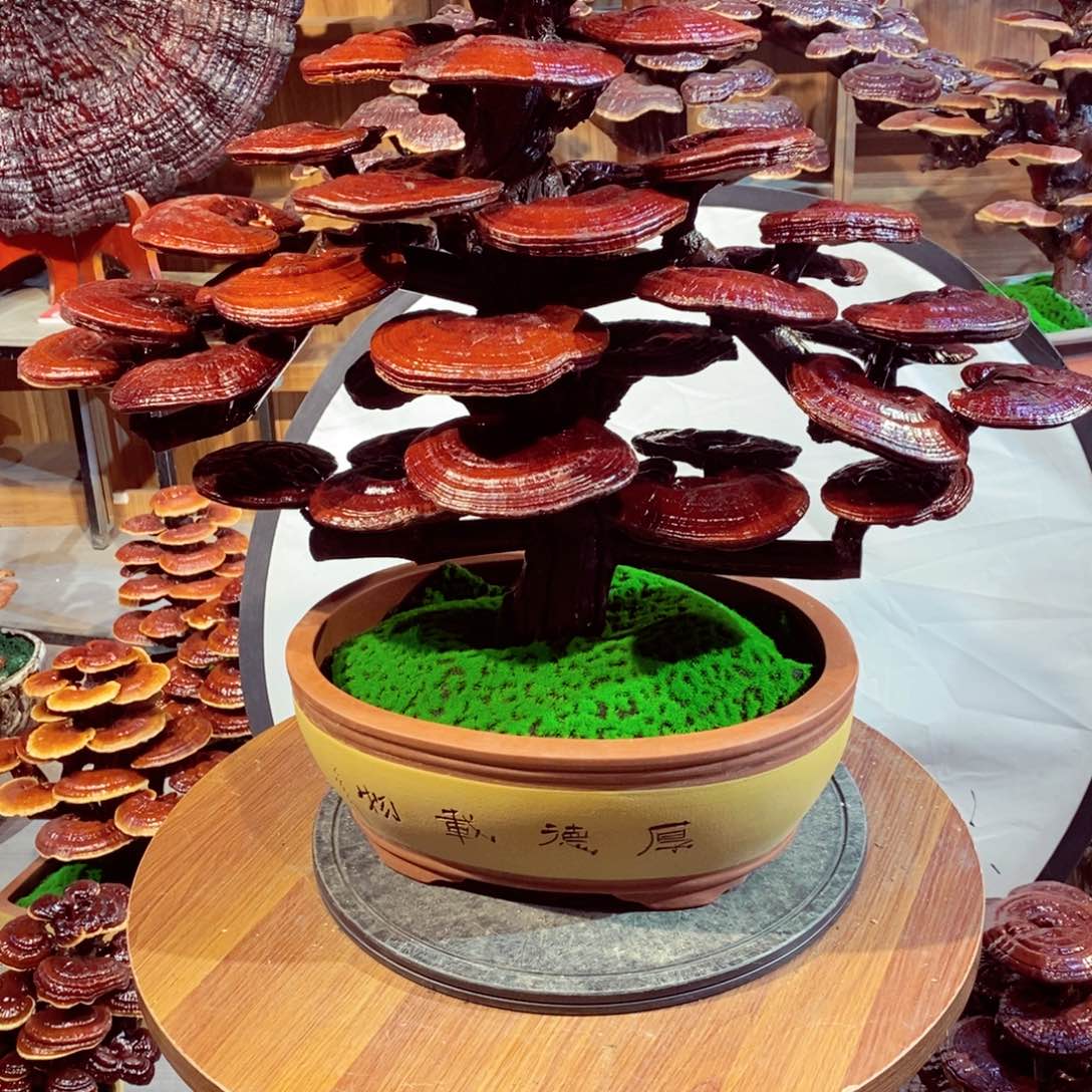 用****7发财树发财树的