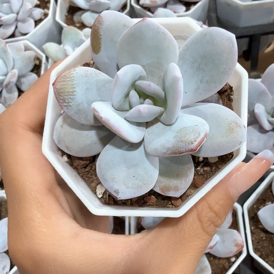 雪莲多肉植物 萌肉可爱