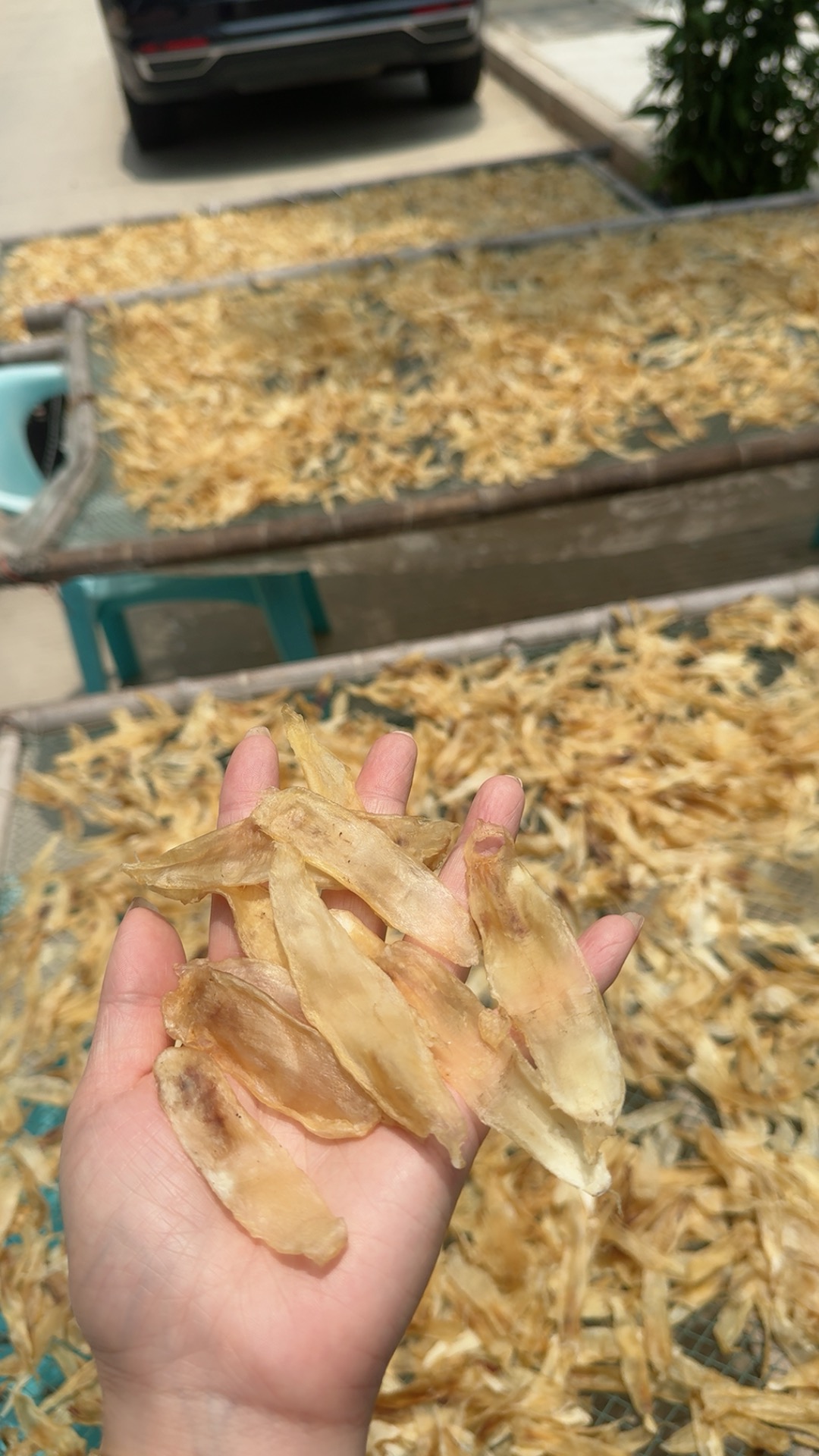 惠来神泉 永太海产品  小小赤嘴鱼胶  500g