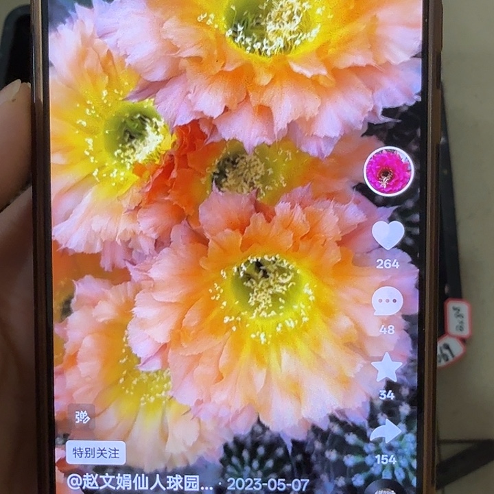 仙人球彩草侧芽歪069