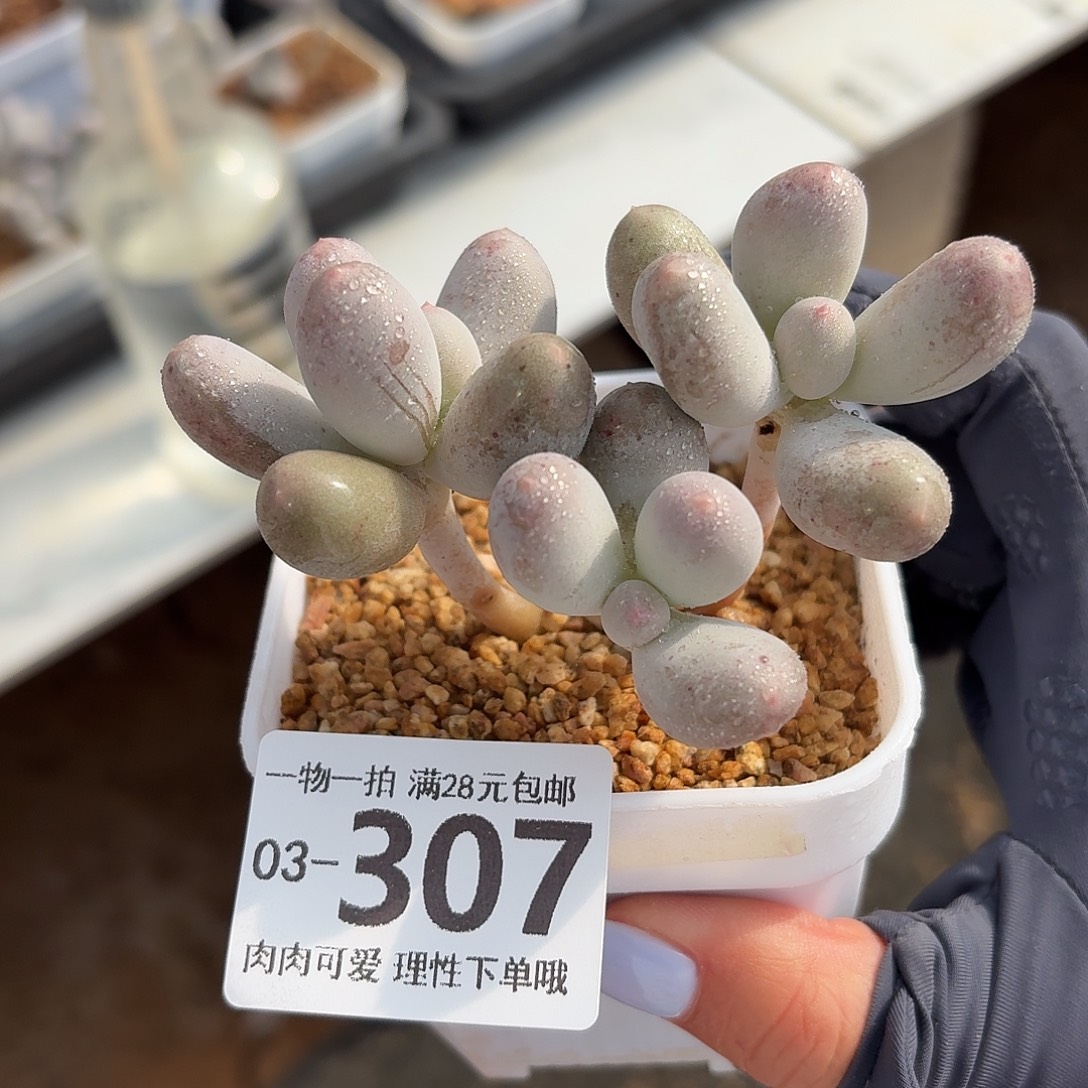 米可奶多肉无盆土发货