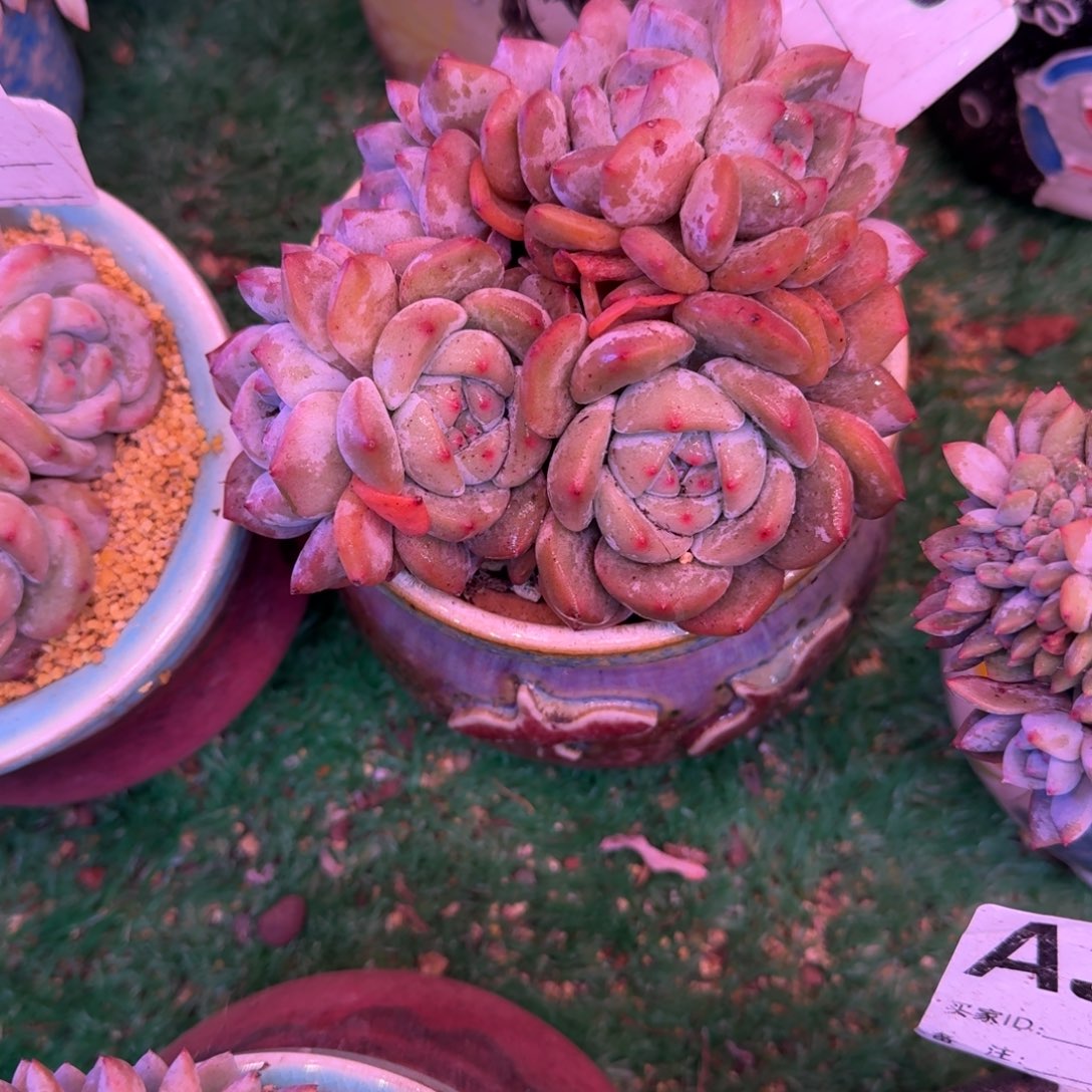 星影石榴子无砍多肉