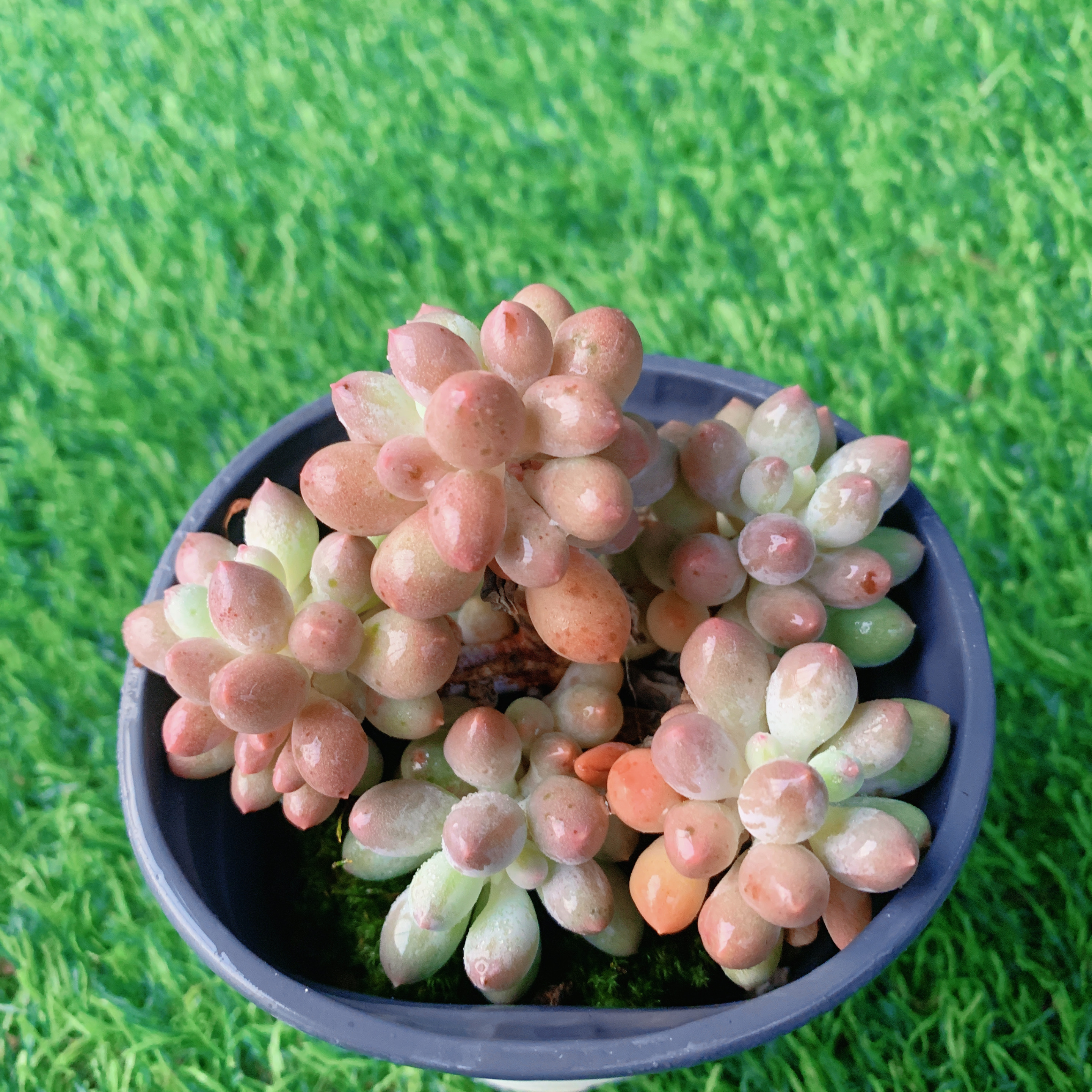 婴儿手指【花界草堂】精品多肉阳台盆栽新手易养双11一单包邮