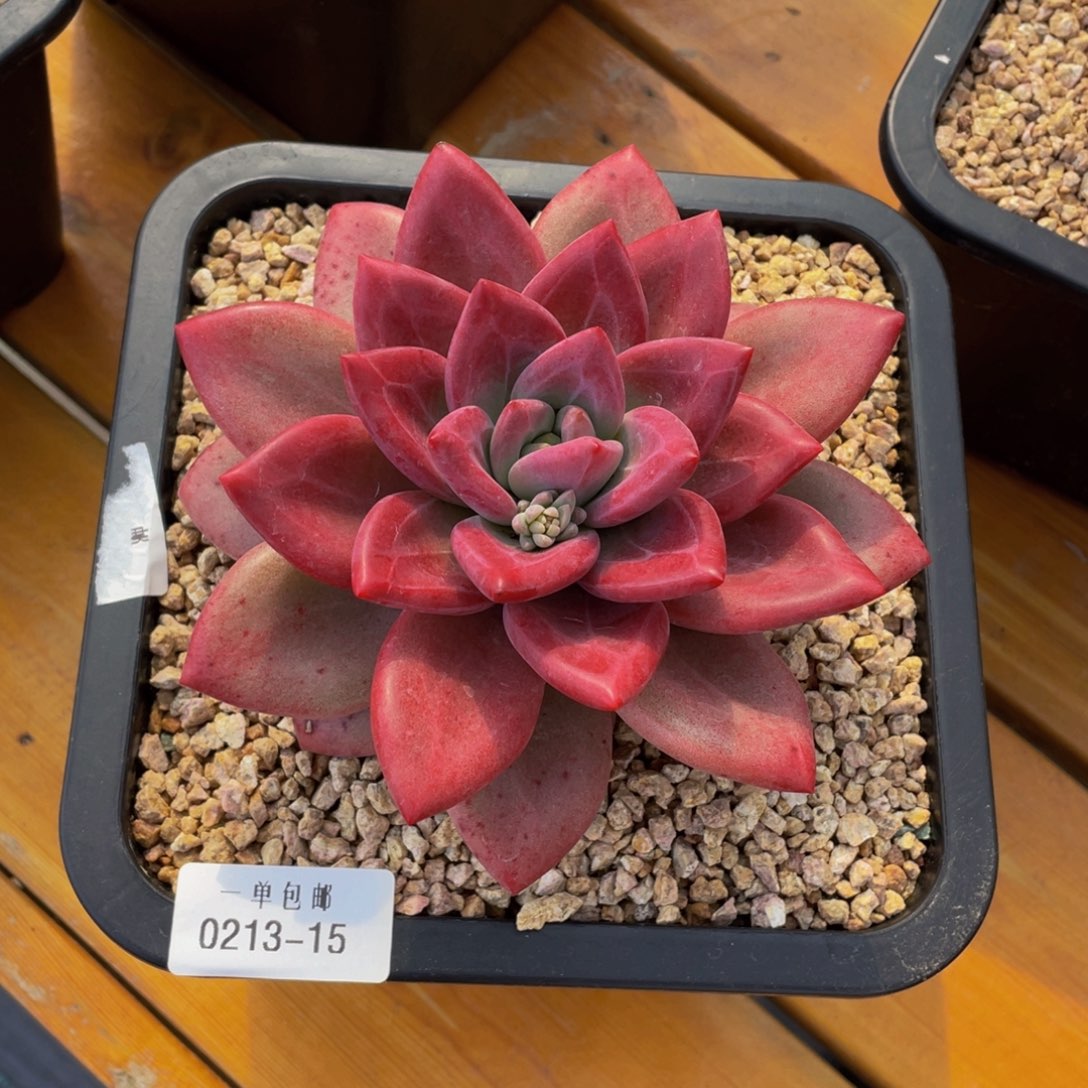 0213-15-赫菲斯托。。。。。