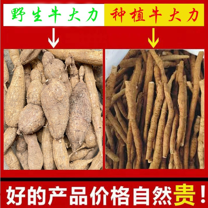 新鲜野生黑牛大力石山挖整个泡酒煲汤牛大力薯山莲藕