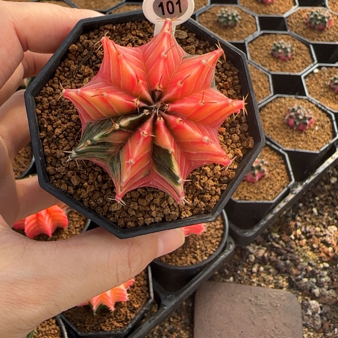 101号泰系实生肋骨锦