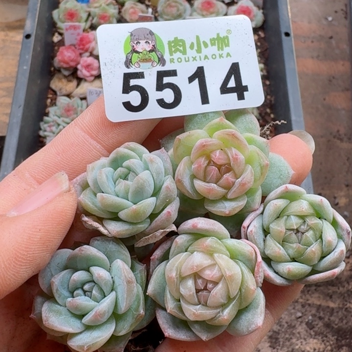 多肉植物多肉植物