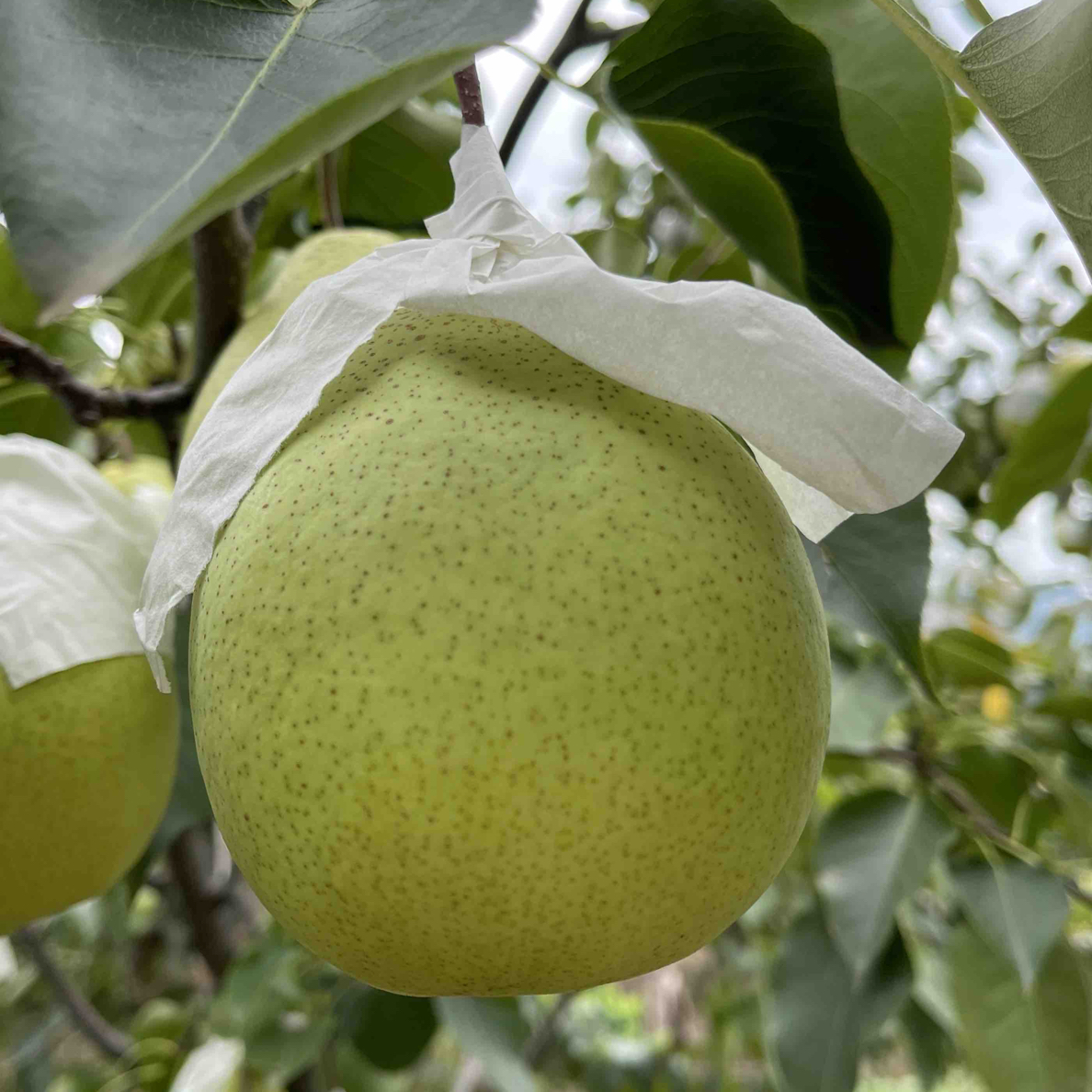 汉源九襄精品套带梨个大饱满多汁现摘现发