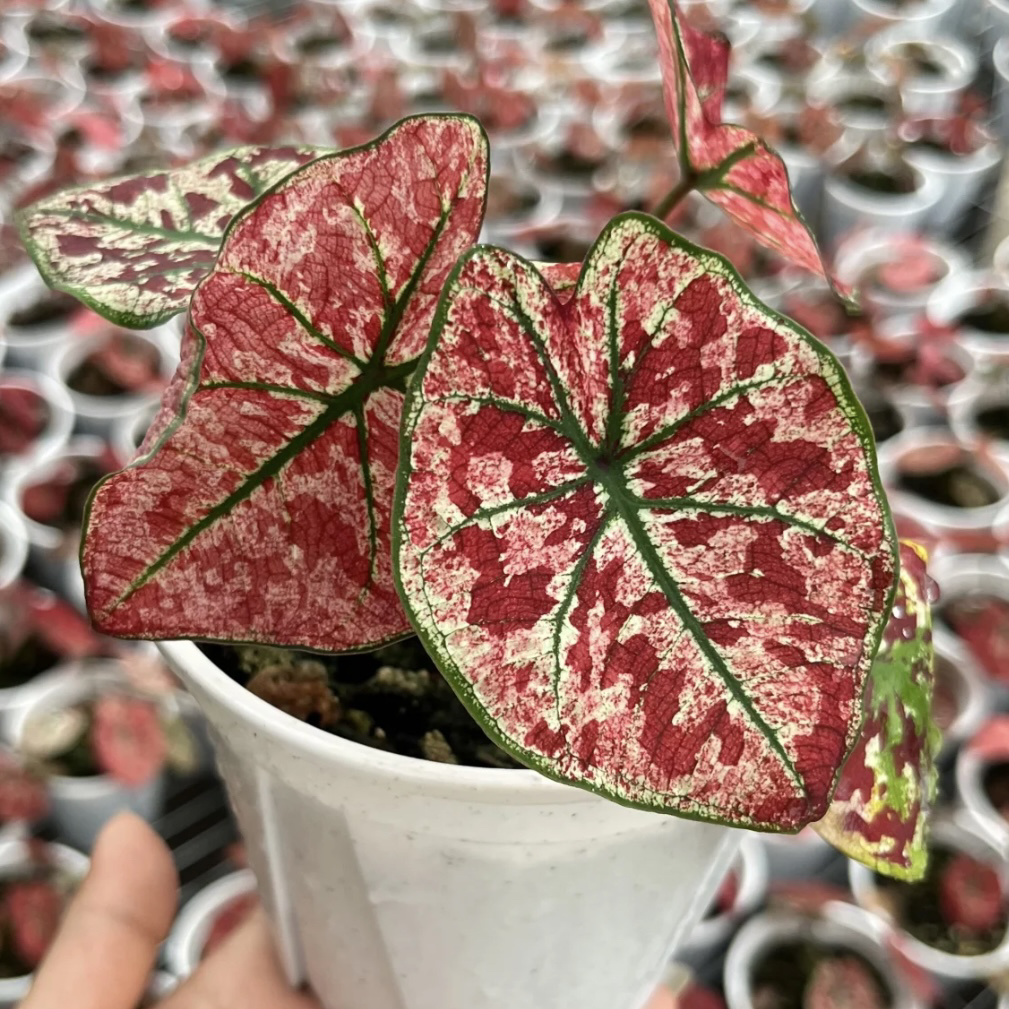小型彩叶芋【猩红玛丽/朱砂痣】新品ins风超好看好养室内绿植盆栽